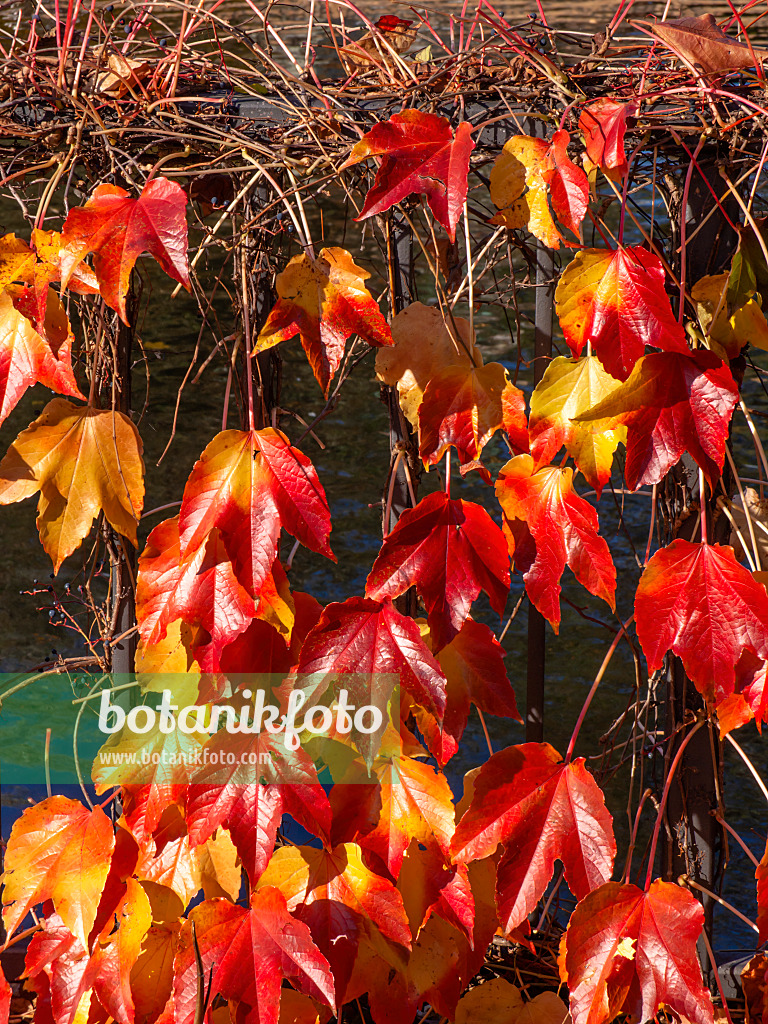 431022 - Dreispitzige Jungfernrebe (Parthenocissus tricuspidata)