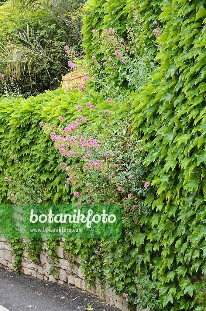 533144 - Dreispitzige Jungfernrebe (Parthenocissus tricuspidata) und Rote Spornblume (Centranthus ruber) an einer Steinmauer