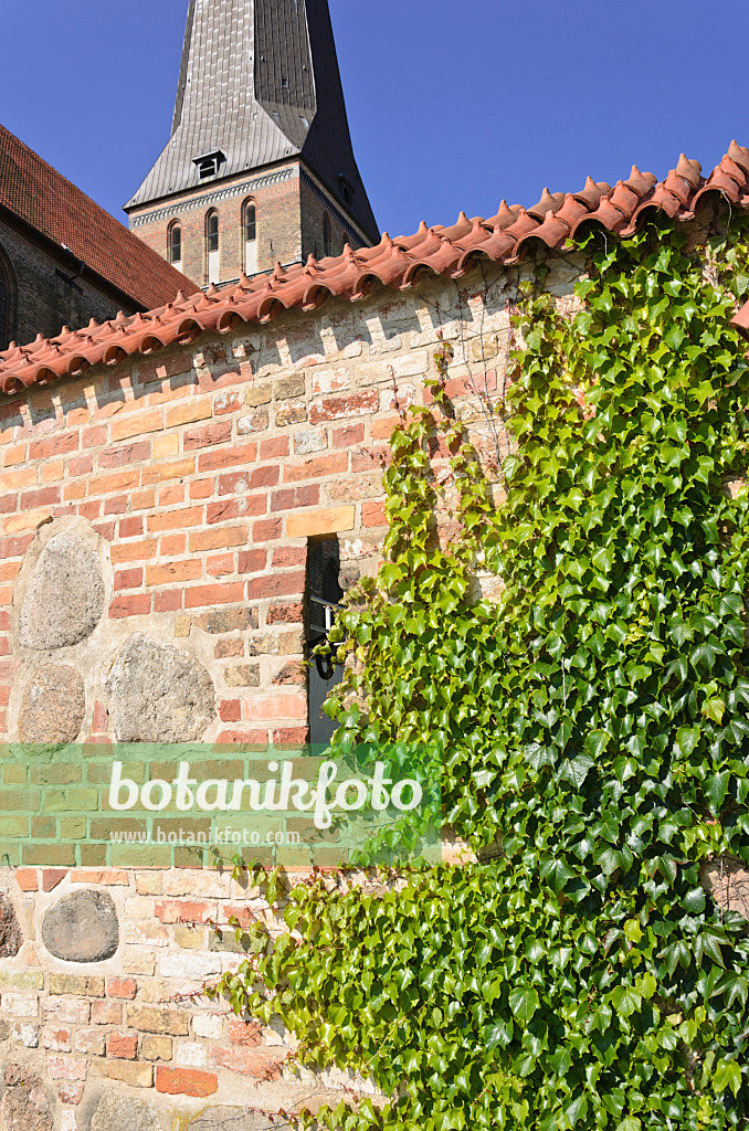 534312 - Dreispitzige Jungfernrebe (Parthenocissus tricuspidata) mit Stadtmauer und Nikolaikirche, Rostock, Deutschland