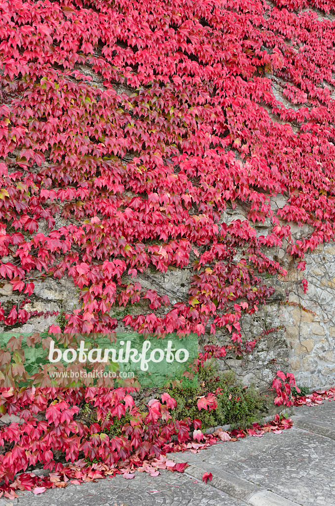 549157 - Dreispitzige Jungfernrebe (Parthenocissus tricuspidata)