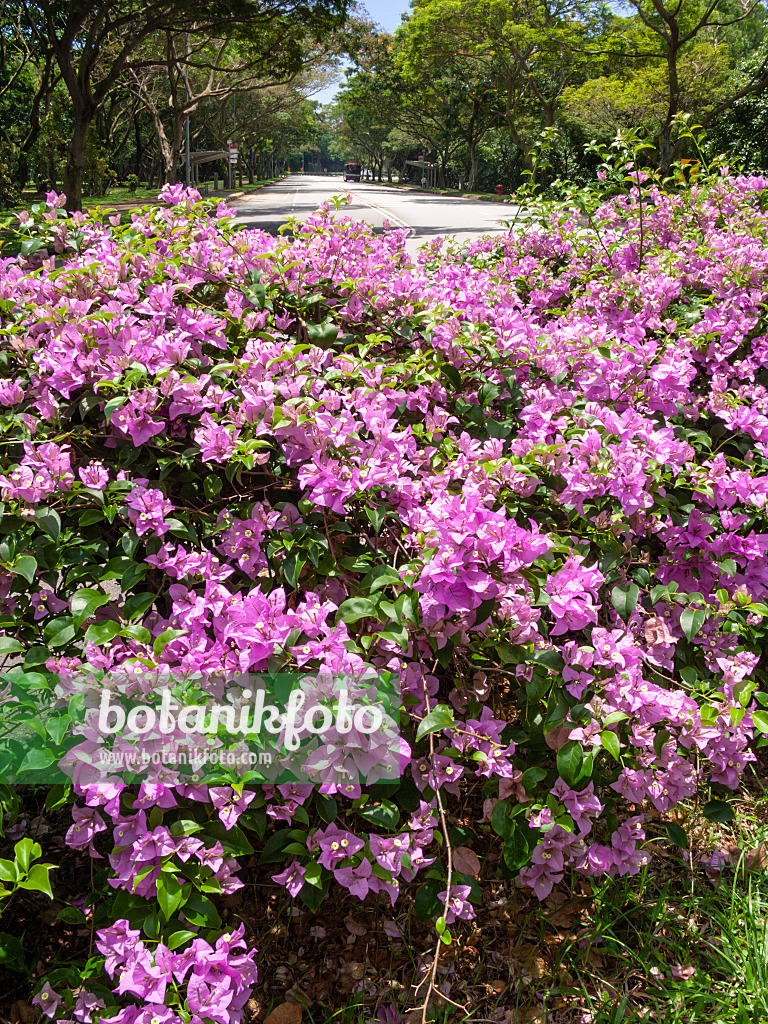 411040 - Drillingsblume (Bougainvillea)