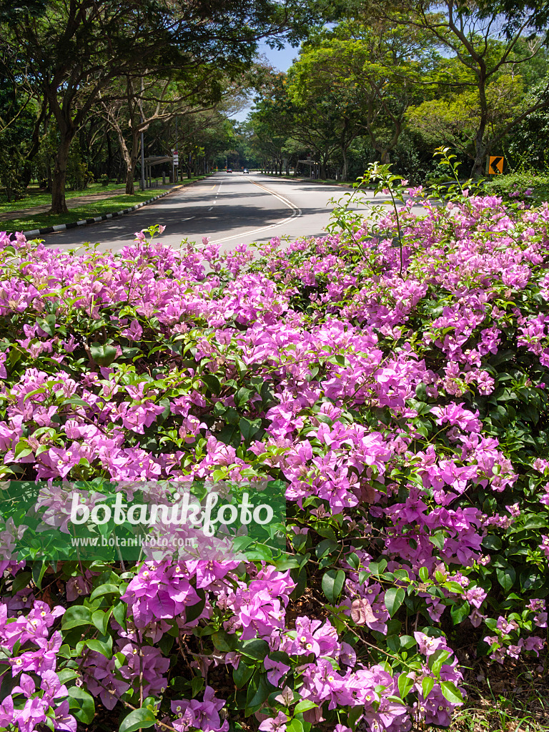 411041 - Drillingsblume (Bougainvillea)