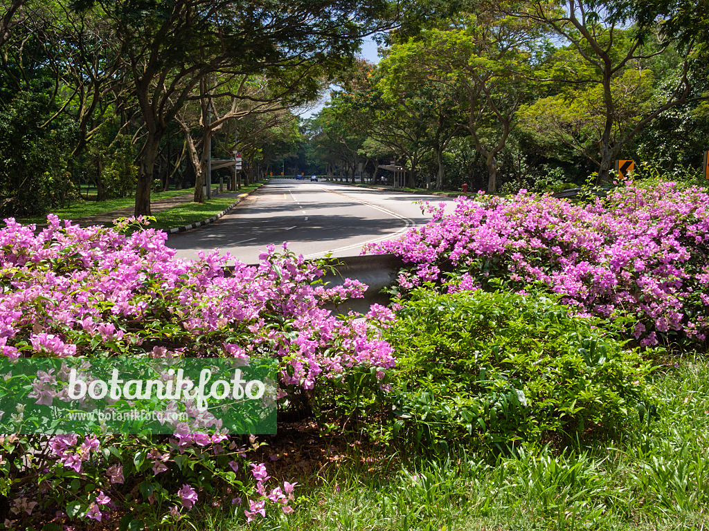 411042 - Drillingsblume (Bougainvillea)