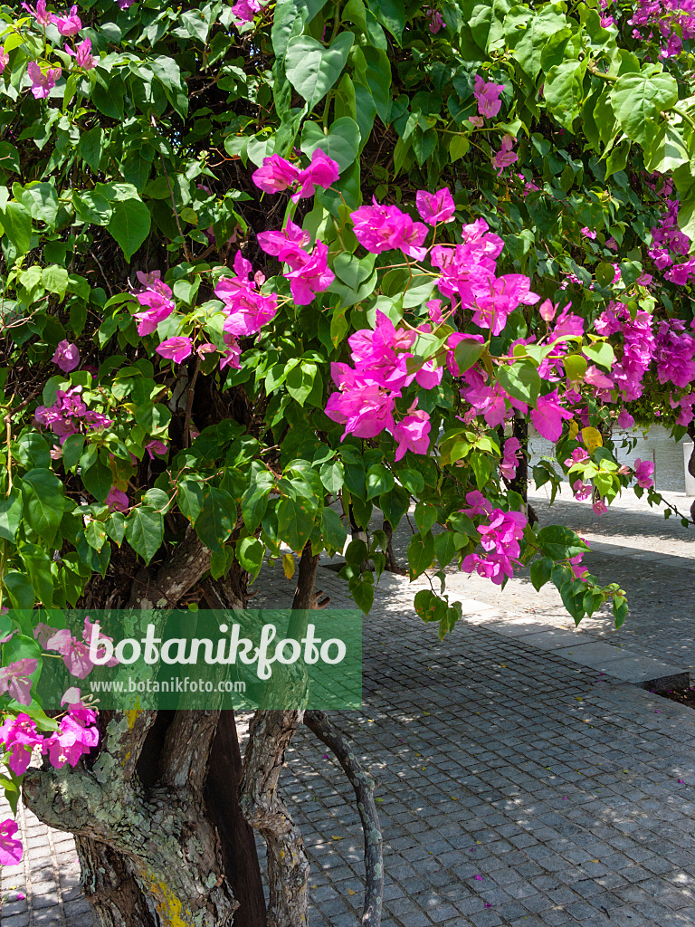 411048 - Drillingsblume (Bougainvillea)