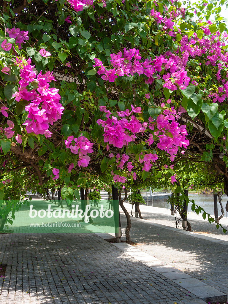 411049 - Drillingsblume (Bougainvillea)