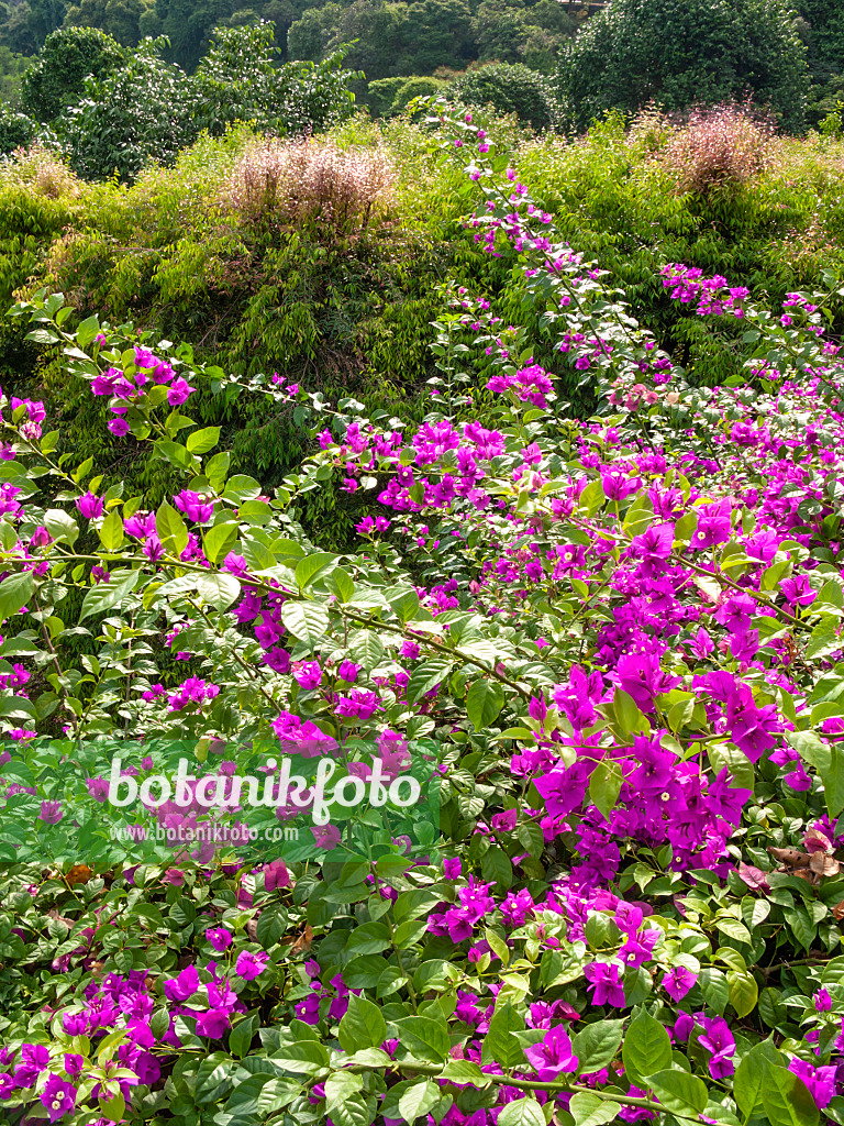 411075 - Drillingsblume (Bougainvillea)