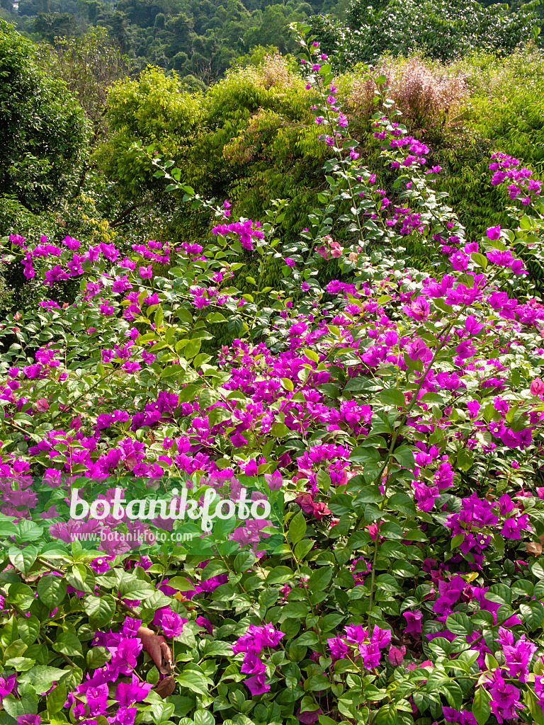 411076 - Drillingsblume (Bougainvillea)