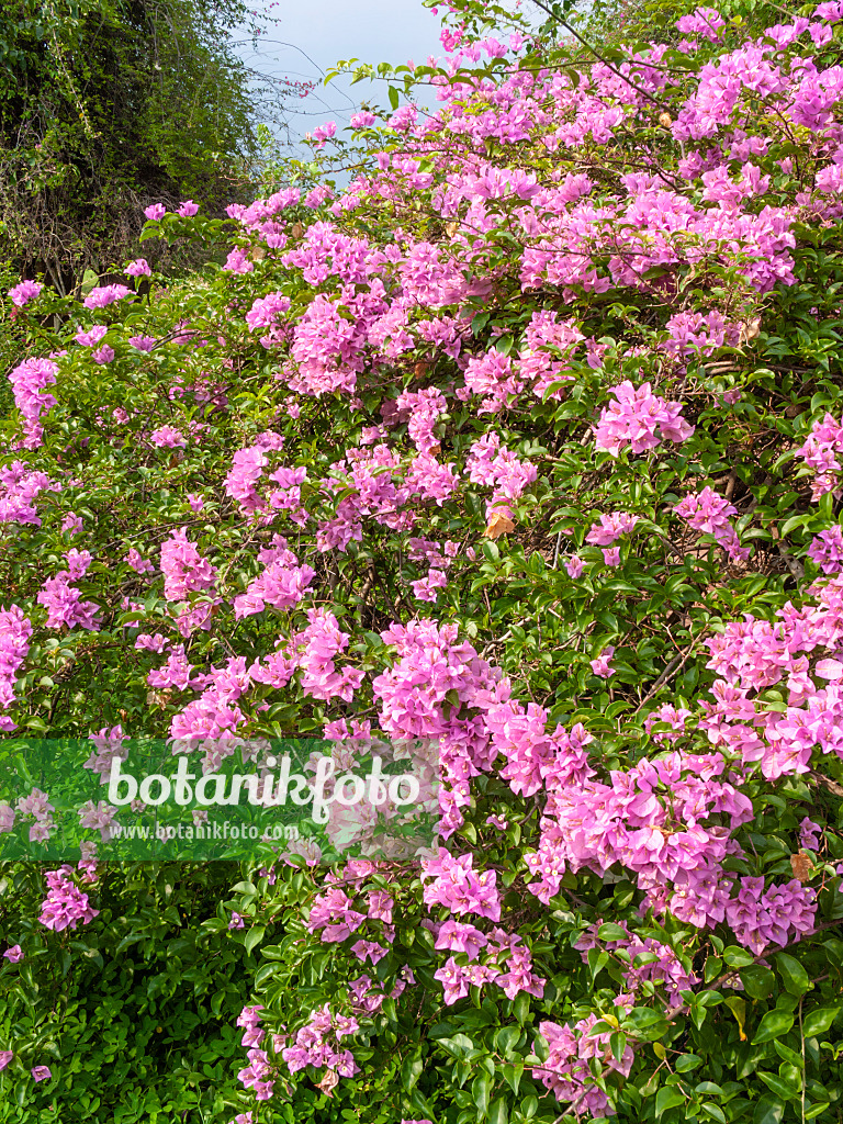 411267 - Drillingsblume (Bougainvillea)