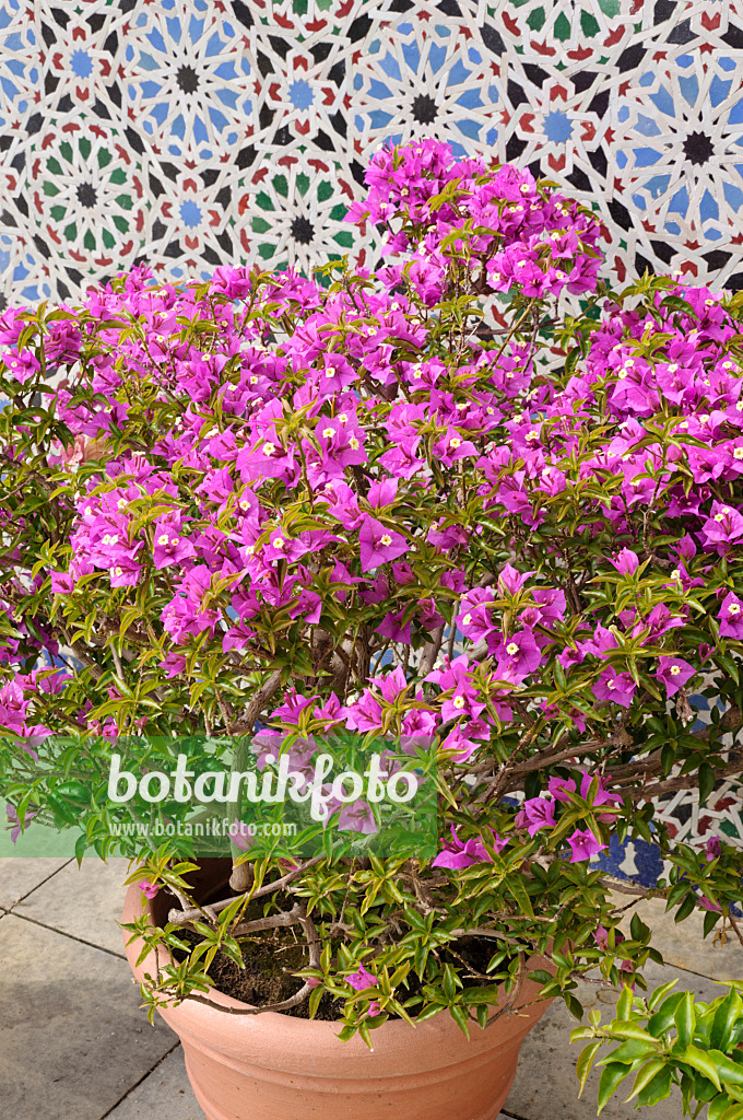 472375 - Drillingsblume (Bougainvillea)