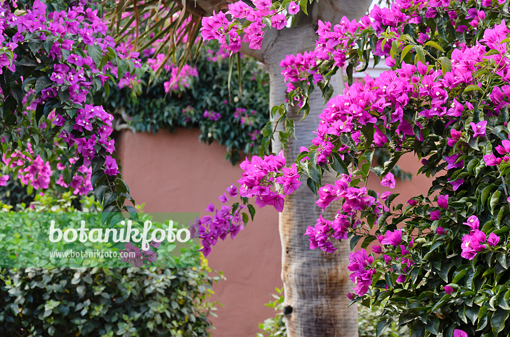 564226 - Drillingsblume (Bougainvillea)