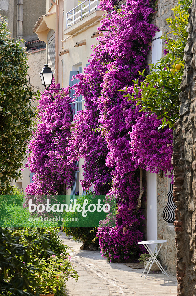 569062 - Drillingsblume (Bougainvillea) an einem Altstadthaus, Grimaud, Frankreich