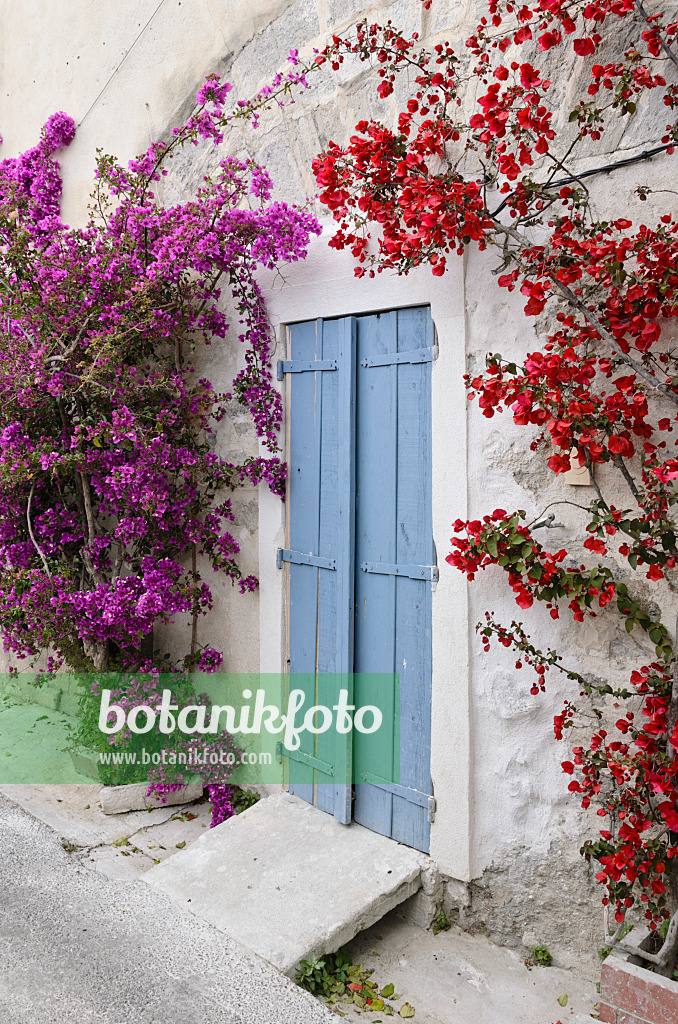 533112 - Drillingsblume (Bougainvillea) an einer Hauswand