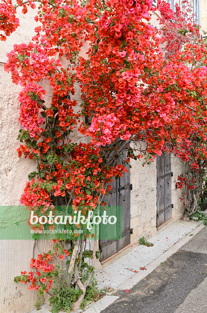 533129 - Drillingsblume (Bougainvillea) an einer Hauswand