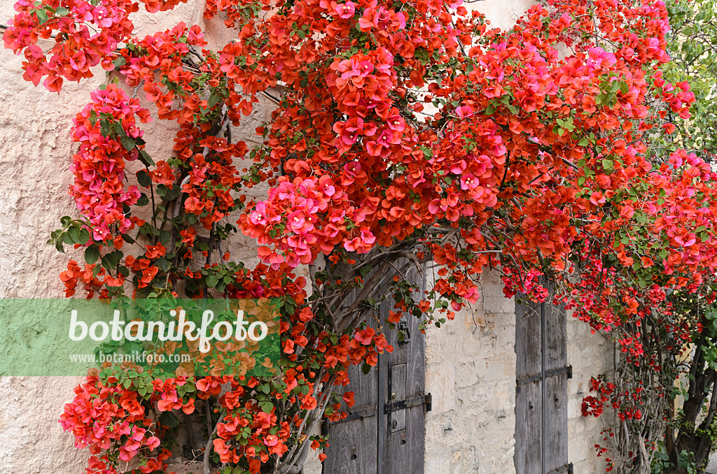 533130 - Drillingsblume (Bougainvillea) an einer Hauswand