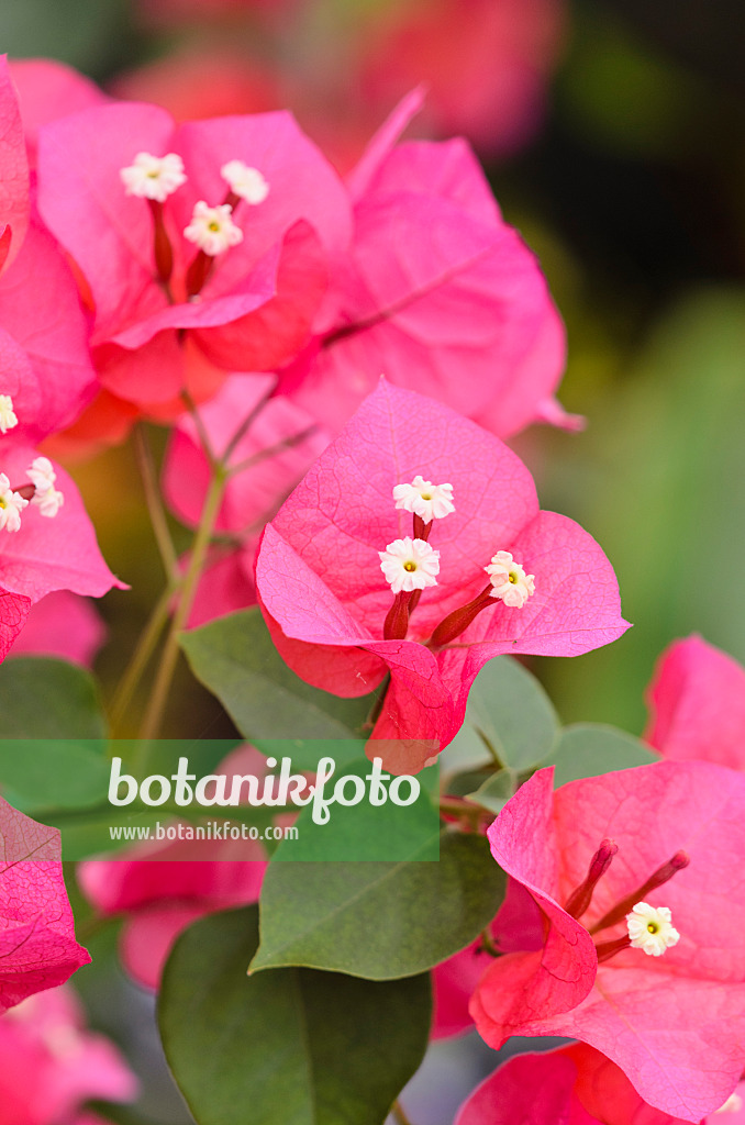 533511 - Drillingsblume (Bougainvillea x buttiana)