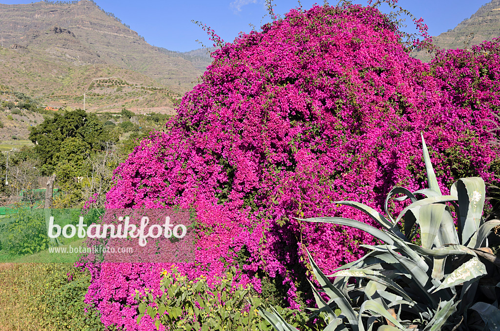 564069 - Drillingsblume (Bougainvillea), Gran Canaria, Spanien