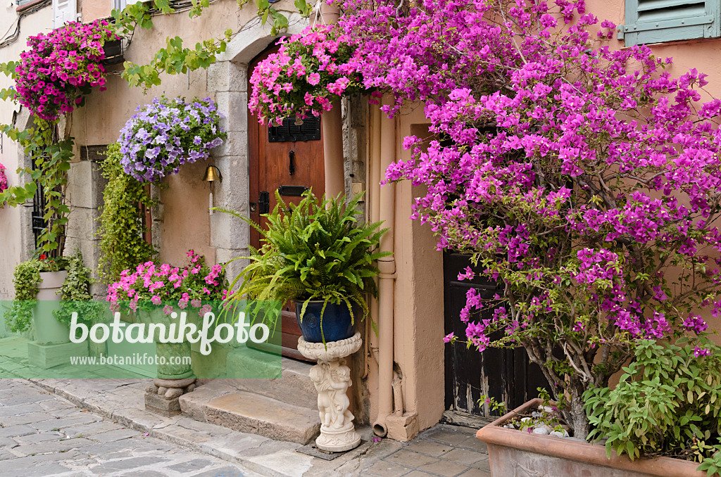 569017 - Drillingsblume (Bougainvillea) und Petunien (Petunia) vor einem Altstadthaus, Cannes, Frankreich