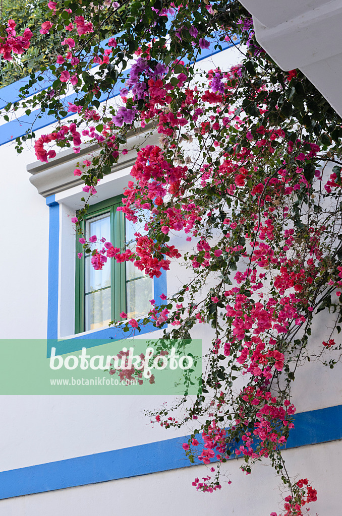 564130 - Drillingsblume (Bougainvillea), Puerto de Mogán, Gran Canaria, Spanien