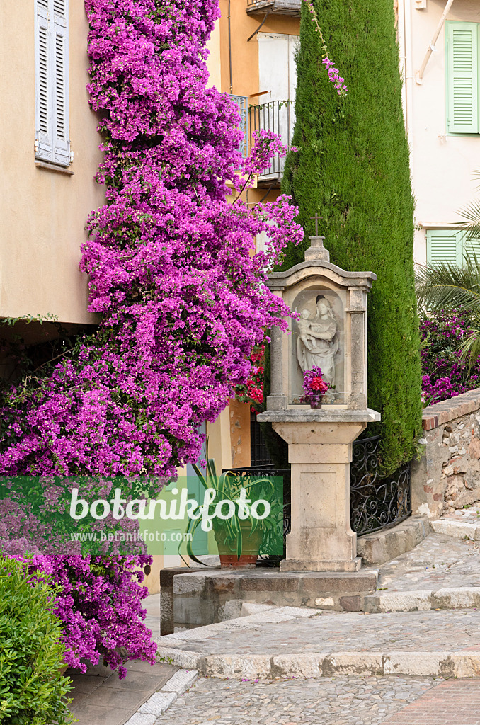 569015 - Drillingsblume (Bougainvillea) vor einem Altstadthaus, Cannes, Frankreich