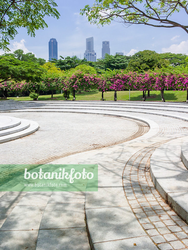 411052 - Drillingsblumen (Bougainvillea) hinter einem großen Platz mit steinernen Treppen, Sundial Plaza, Marina City Park, Singapur