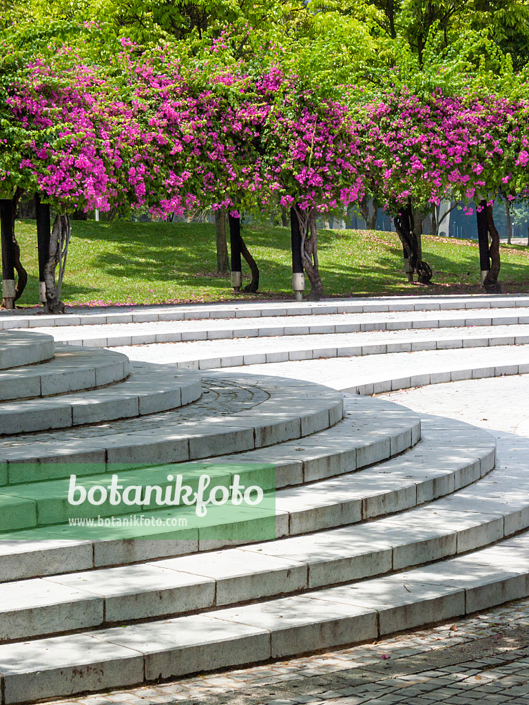 411050 - Drillingsblumen (Bougainvillea) hinter steinernen Treppen, Sundial Plaza, Marina City Park, Singapur