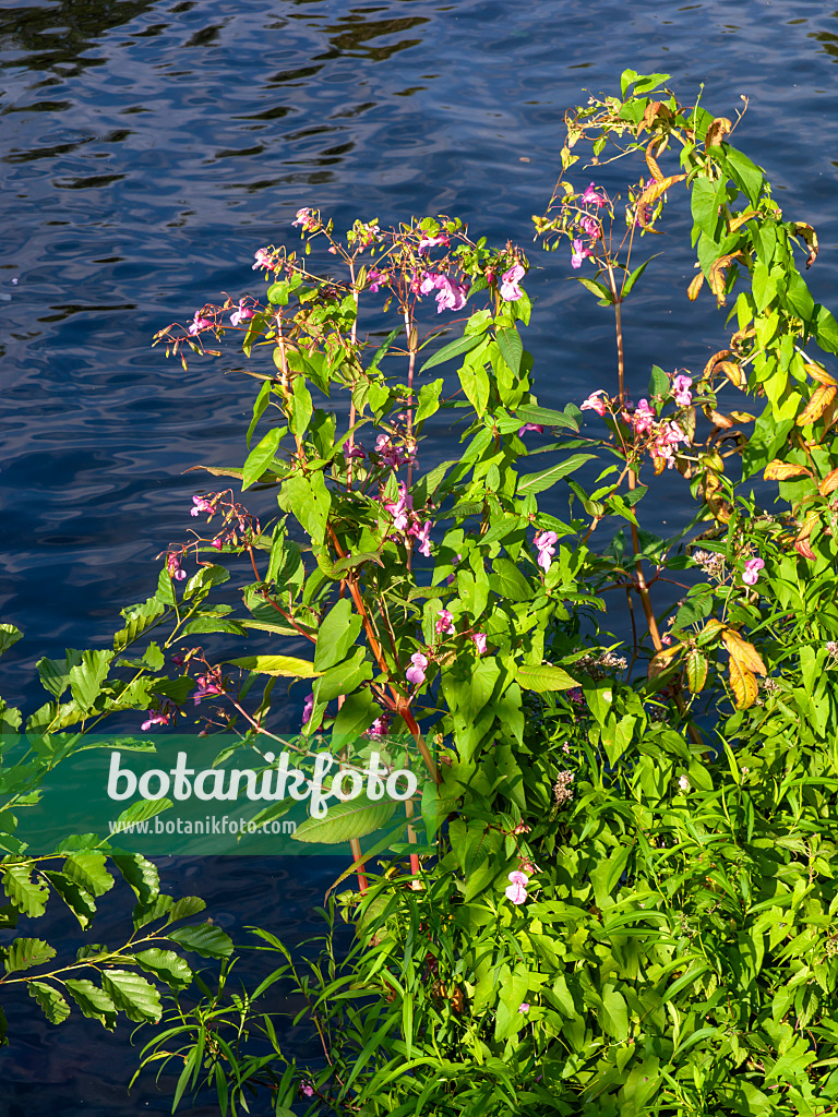 441013 - Drüsiges Springkraut (Impatiens glandulifera)