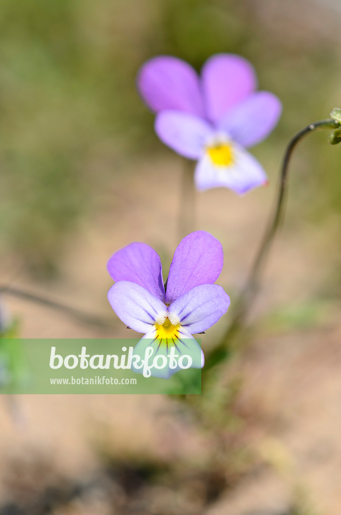 533579 - Dünenveilchen (Viola tricolor subsp. curtisii)