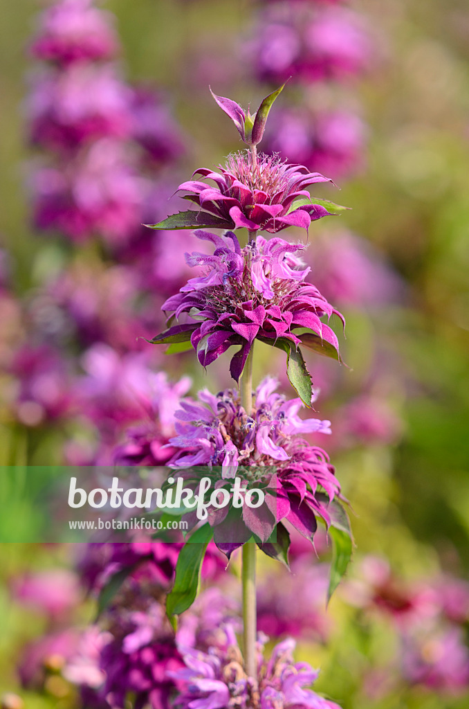 570104 - Duftende Indianernessel (Monarda citriodora 'Bergamo')