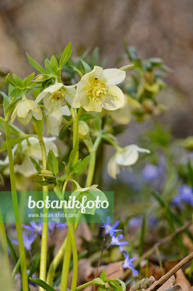 519022 - Duftende Nieswurz (Helleborus odorus)