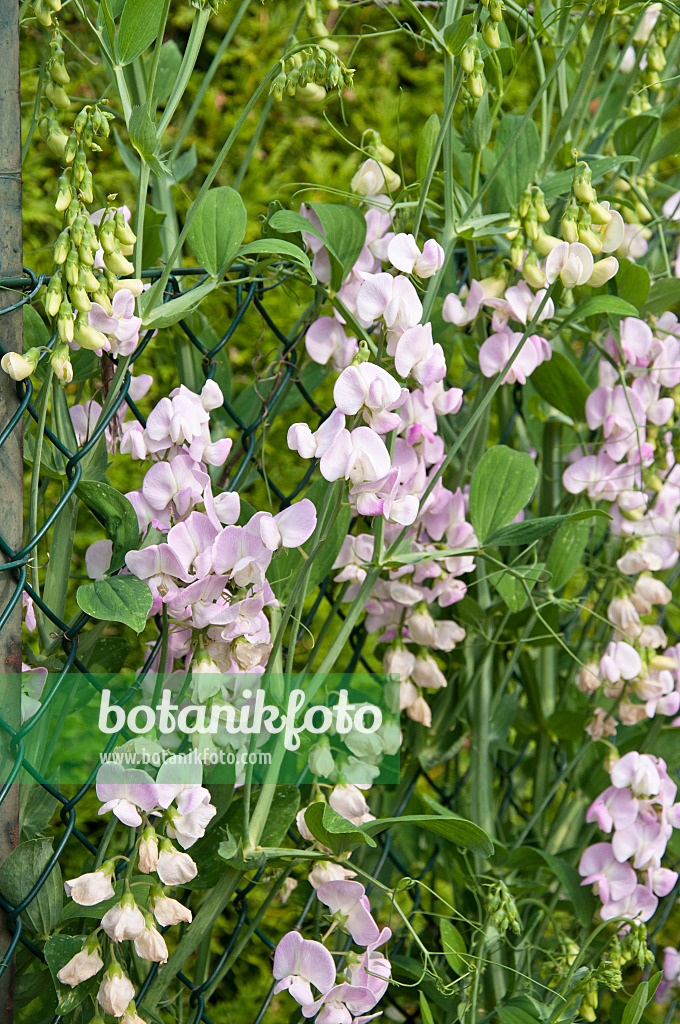 486006 - Duftende Platterbe (Lathyrus odoratus)