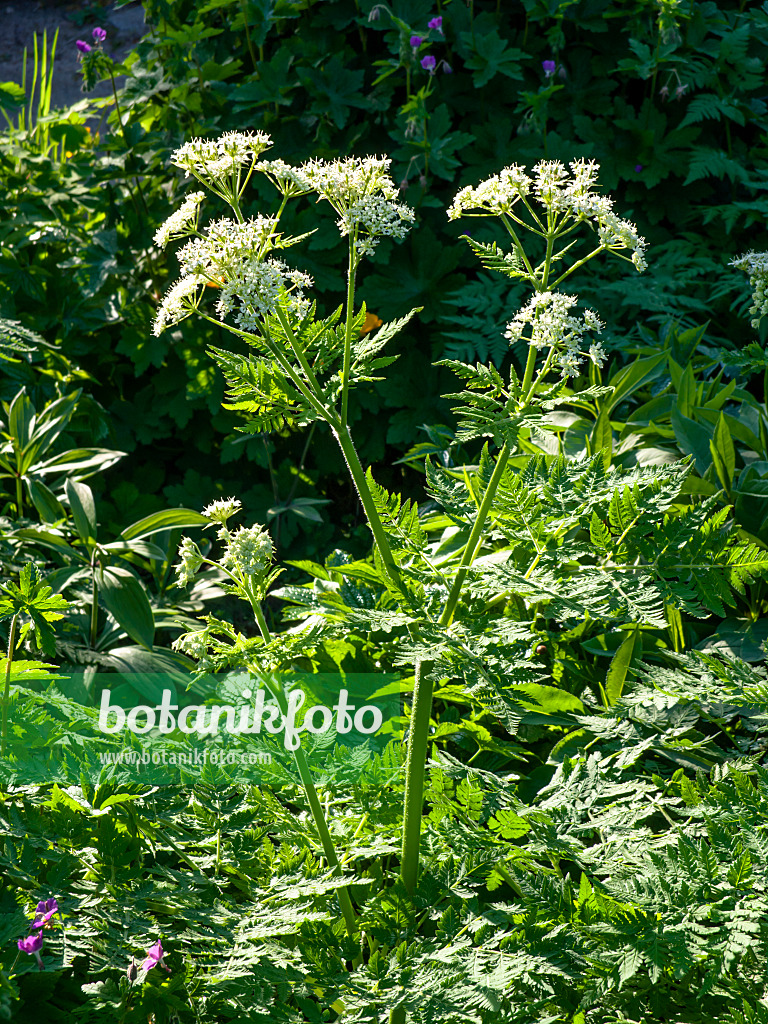 460042 - Duftende Süßdolde (Myrrhis odorata)