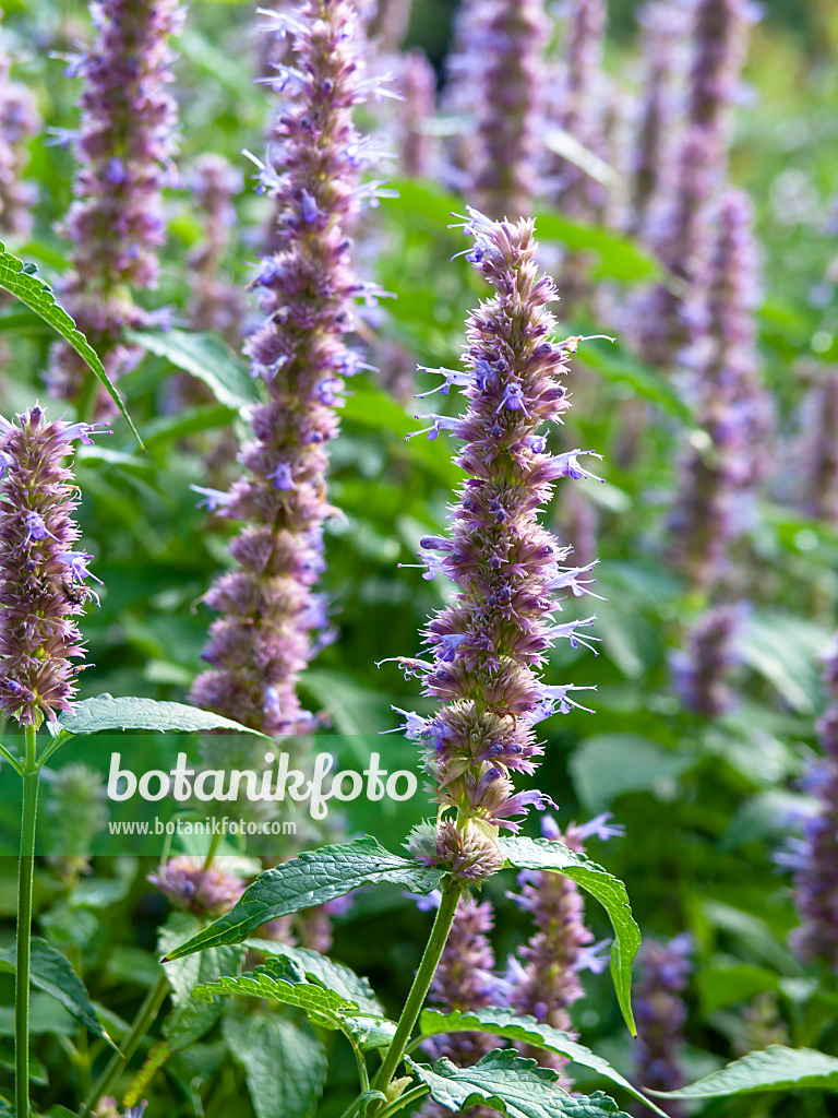 440013 - Duftnessel (Agastache urticifolia)