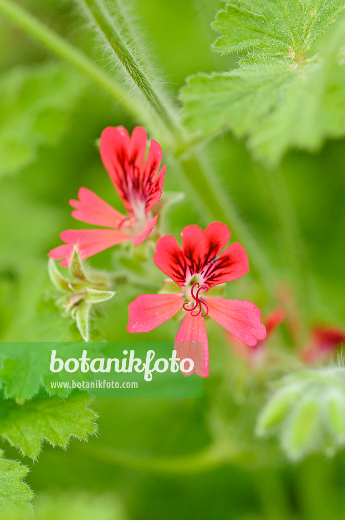 474216 - Duftpelargonie (Pelargonium Concolor Lace)