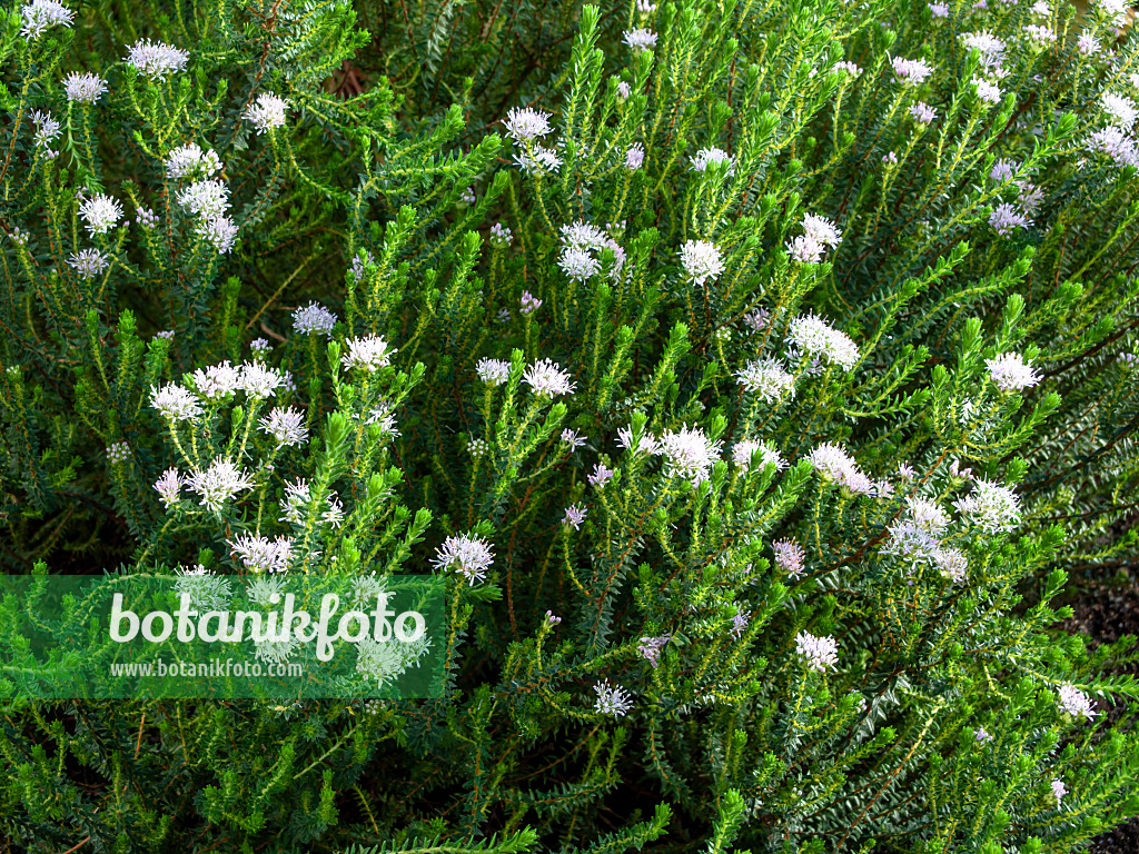 458003 - Duftraute (Agathosma serphyllacea)