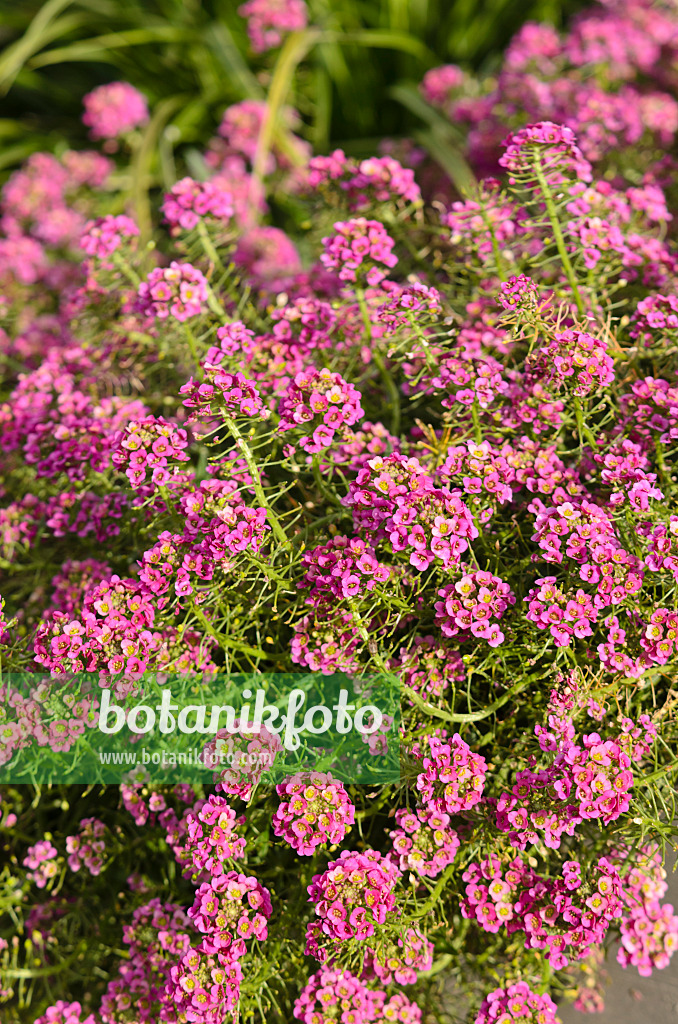 573035 - Duftsteinrich (Lobularia maritima 'Raspberry Stream')