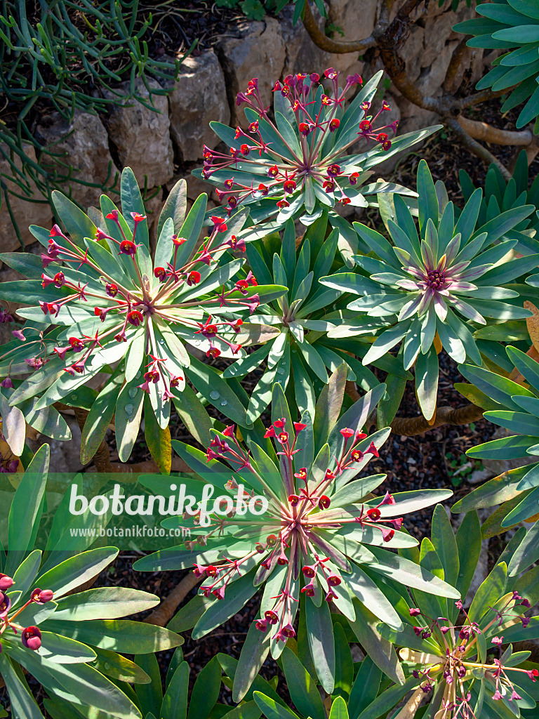 424095 - Dunkelpurpurrote Wolfsmilch (Euphorbia atropurpurea)