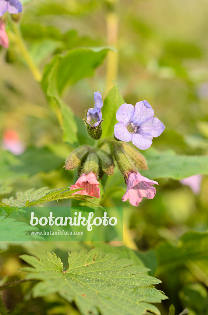 507159 - Dunkles Lungenkraut (Pulmonaria obscura)