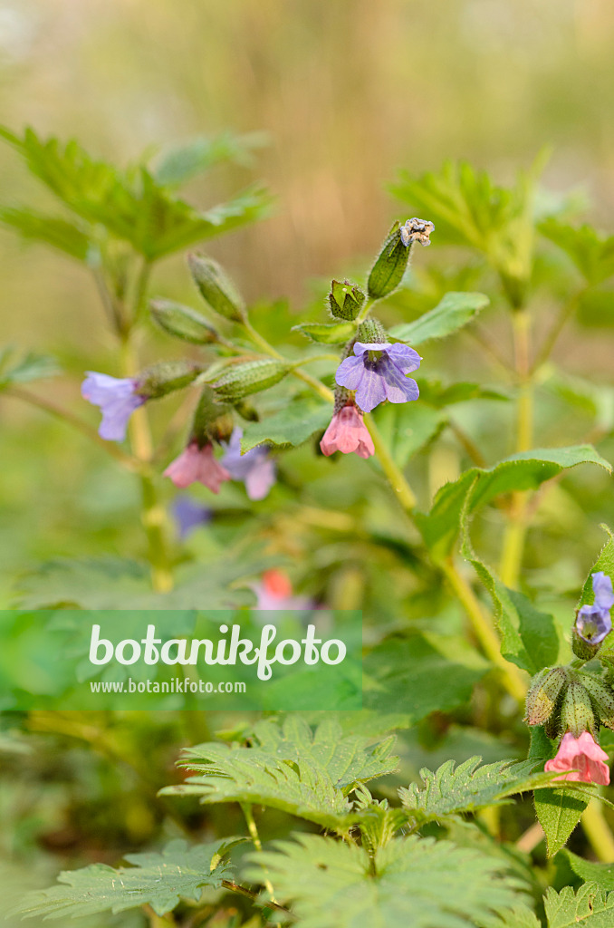 507160 - Dunkles Lungenkraut (Pulmonaria obscura)