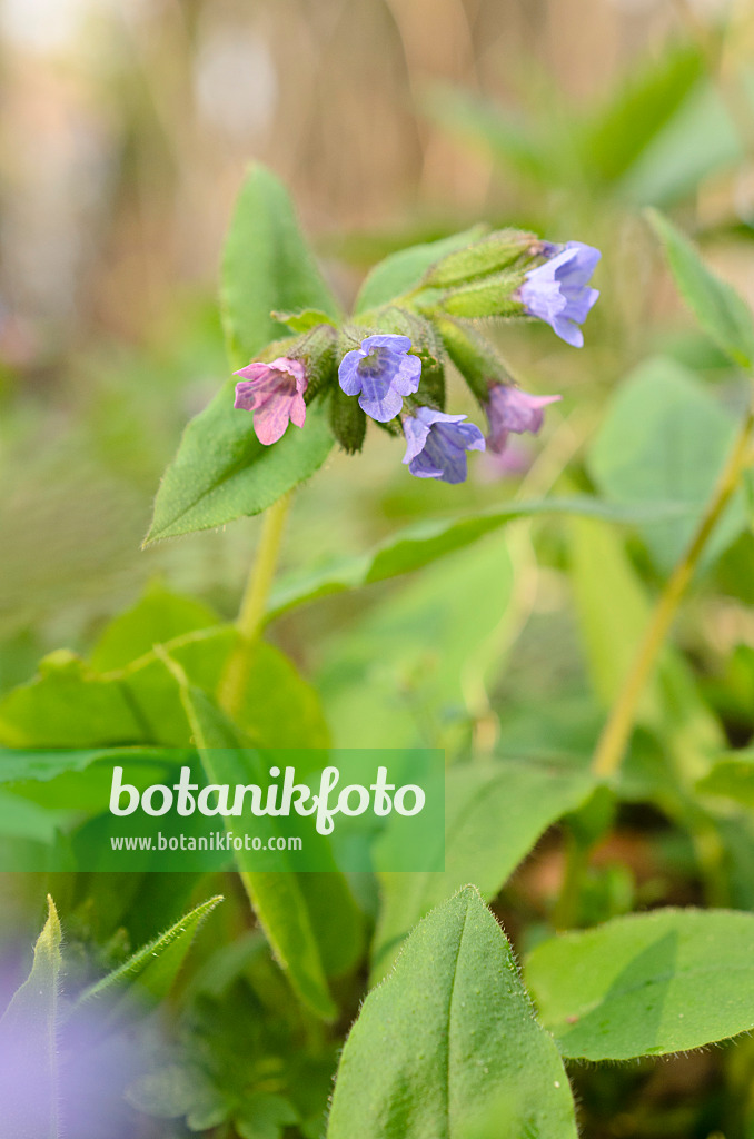 507161 - Dunkles Lungenkraut (Pulmonaria obscura)