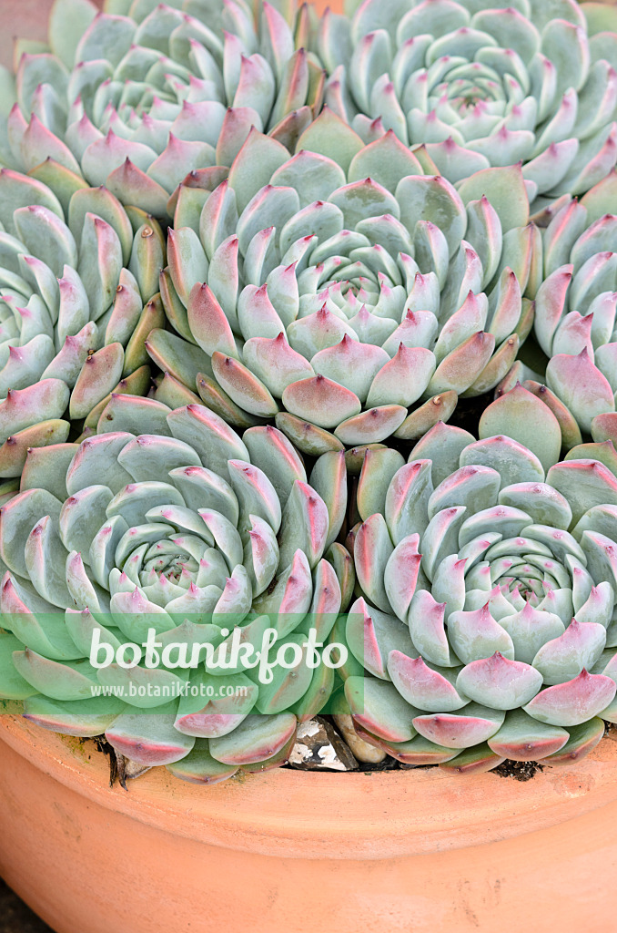 525138 - Echeverie (Echeveria colorata)