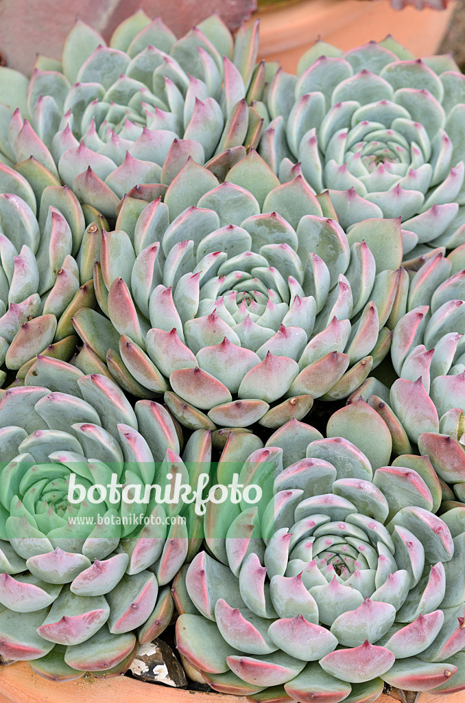 525139 - Echeverie (Echeveria colorata)