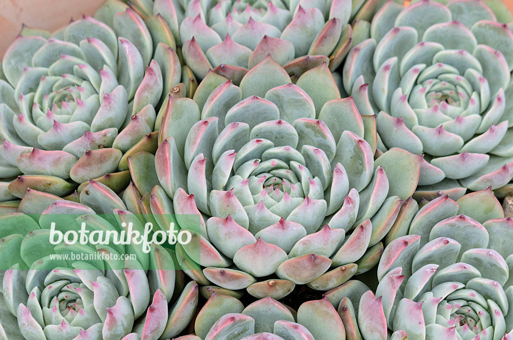 525140 - Echeverie (Echeveria colorata)