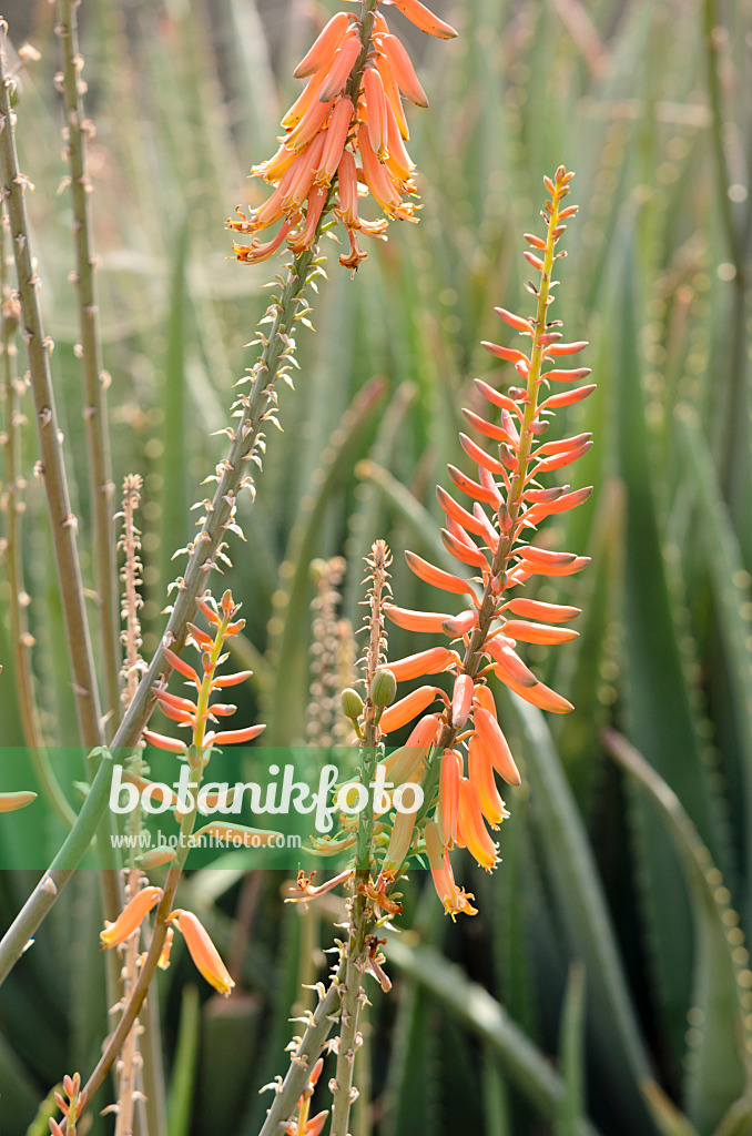 564150 - Echte Aloe (Aloe vera syn. Aloe barbadensis)