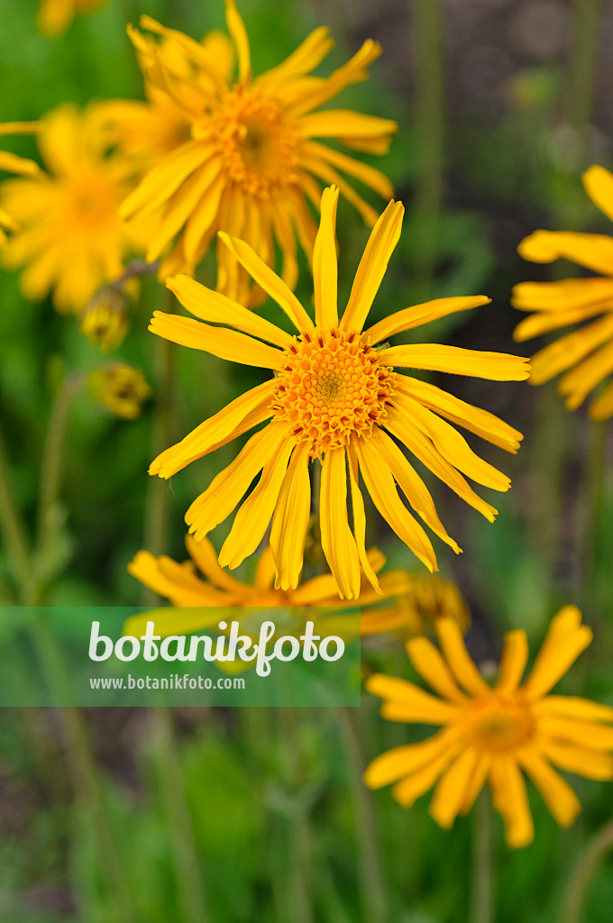 484327 - Echte Arnika (Arnica montana)