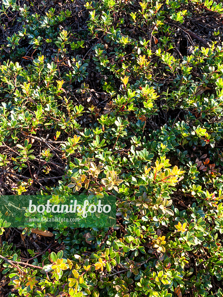 465149 - Echte Bärentraube (Arctostaphylos uva-ursi)