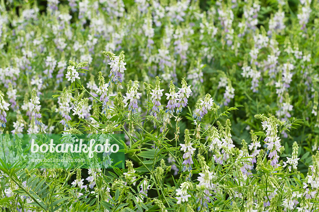 509238 - Echte Geißraute (Galega officinalis)