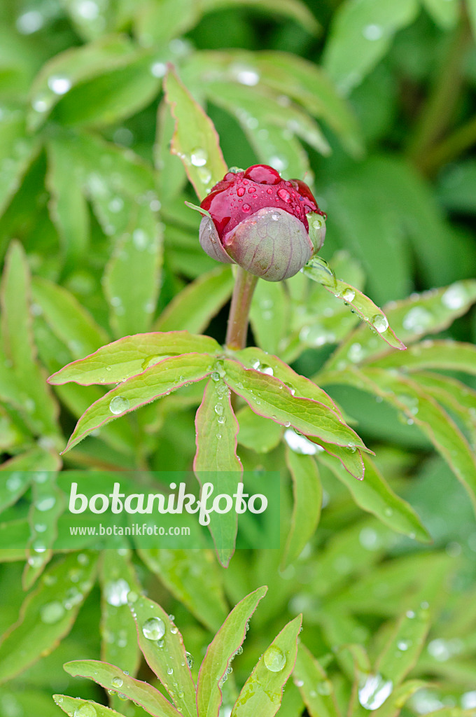 484131 - Echte Pfingstrose (Paeonia officinalis)