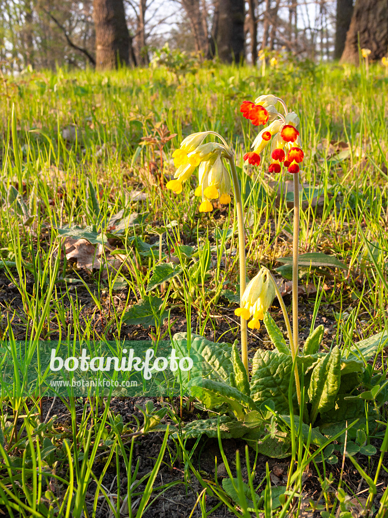 400136 - Echte Schlüsselblume (Primula veris)