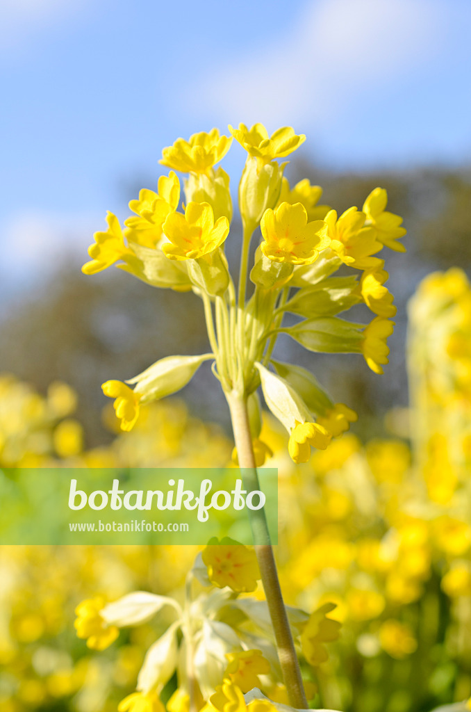 507033 - Echte Schlüsselblume (Primula veris)