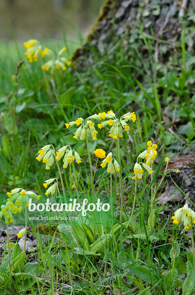 520009 - Echte Schlüsselblume (Primula veris)